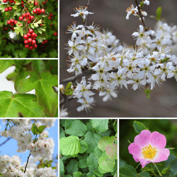 Mixed Native Blackthorn Based Bare Root Discounted Packs