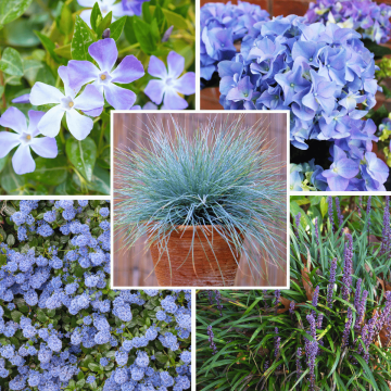 Blissful Blues Garden Plant Collection x 8 pots (2/3L Mix)