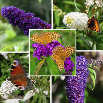 Buddleja Collection 3L Pot x 3