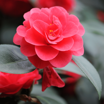 Cammelia japonica