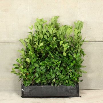 Cherry Laurel 40L 100/120cm 1 Metre Trough