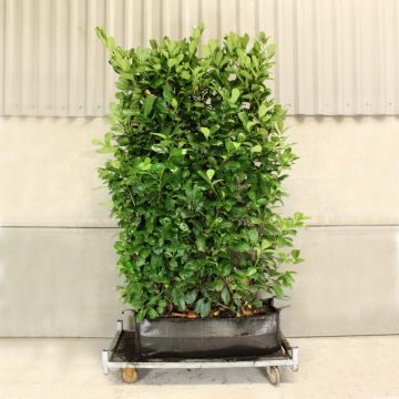 Cherry Laurel 90L 160/180cm 1 Metre Trough