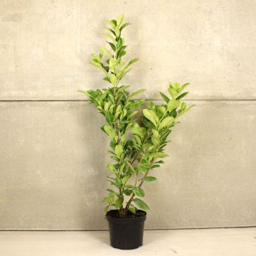 Cherry Laurel 120/150cm 10L pot