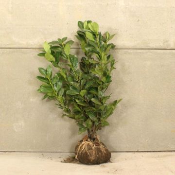 Cherry laurel 100/125cm Root ball  