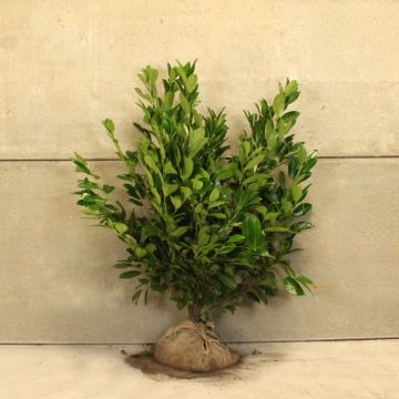 Cherry laurel 125/150cm Root ball 