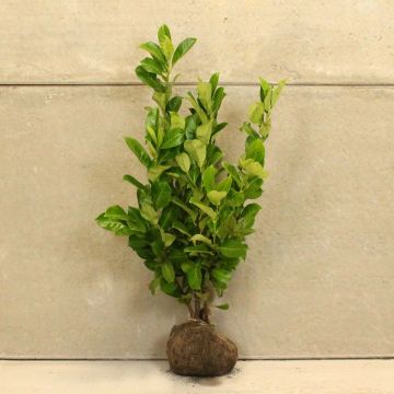 Cherry laurel 60/80cm Root ball 