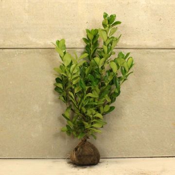Cherry laurel 80/100cm Root ball 