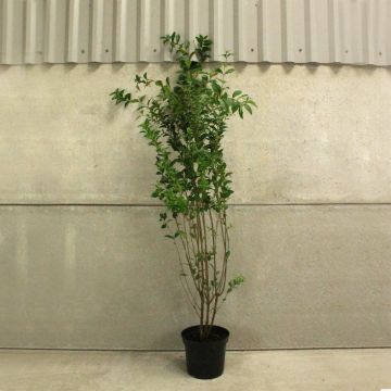 Common Privet 150/175cm 15L pot