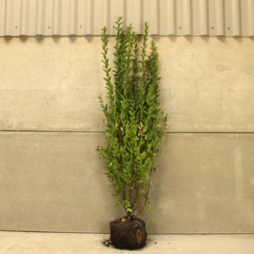 Privet 150/175cm Root ball 