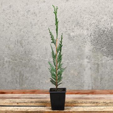 (Cupressocyparis 'Leylandii') Leylandii 30/40cm 9cm pot