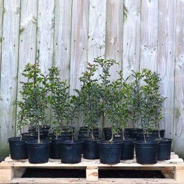 (Ilex aquifolium) English Holly 40/60cm 2L pot x 75