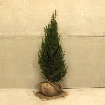 English Yew 100/125cm Root ball 