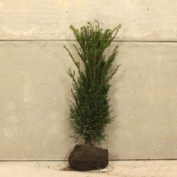 English Yew 80/100cm Root ball