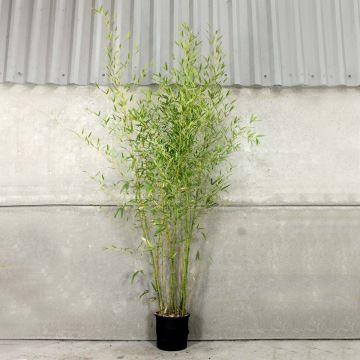 Golden Bamboo 150/200cm 10L pot 