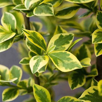 Golden Privet (Ligustrum Ovalifolium Aureum) Leaves