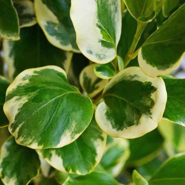 Griselinia Dixons Cream Leaf Close Up
