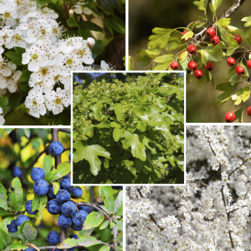 Hawthorn Based Mixed Native 9cm Pot Pack x 12