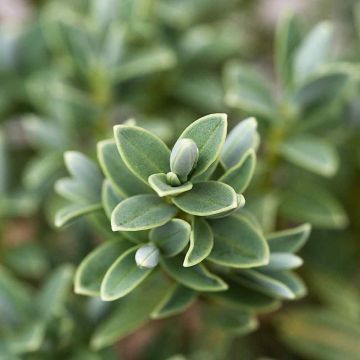 Hebe Sutherlandii Leaf Close Up