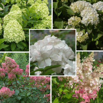 Hydrangea Collection 2L Pot x 4