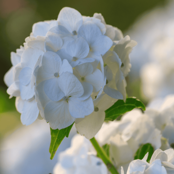 Hydrangea Soeur Therese