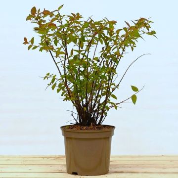 St Johns Wort 30/50 5L