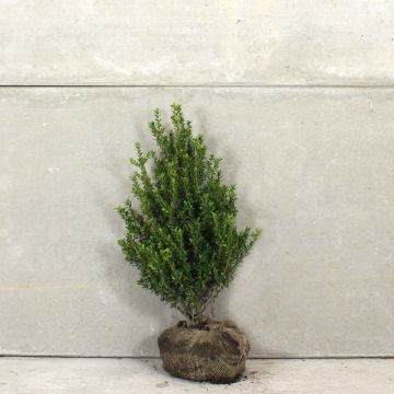 Japanese Holly 80/100cm Root ball 