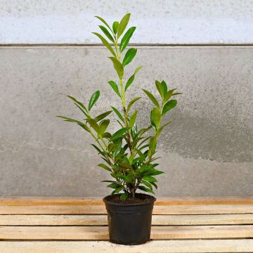 Laurel Caucasica 40/60cm 2L Pot