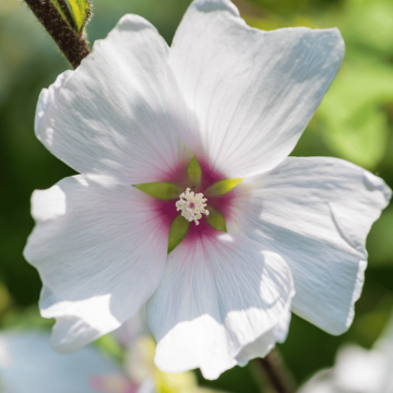Lavatera 'Barnsley Baby' 3L Pot
