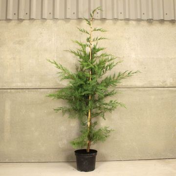 Leylandii 150/175cm 10L pot