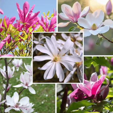 Magnolia Collection x 3 Pots