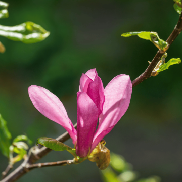 Magnolia Susan