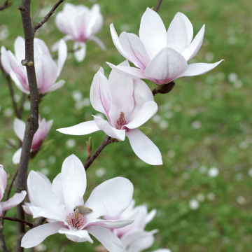 Magnolia x soulangeana