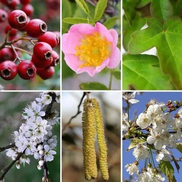 75 x Mixed Native 60/90cm 2L pot - Discounted Pack