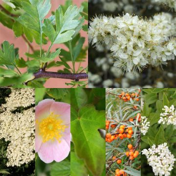 Coastal Mixed Native Bare Root Hedging Packs