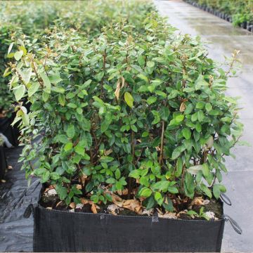 Oleaster 100/120cm 90L 1 Metre Trough