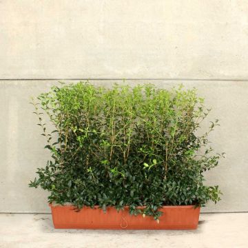 Osmanthus burkwoodii 16L 60/90cm 1 Metre trough