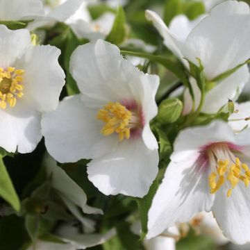 Philadelphus Belle Etoile (Mock Orange Belle Etoile) Flowers