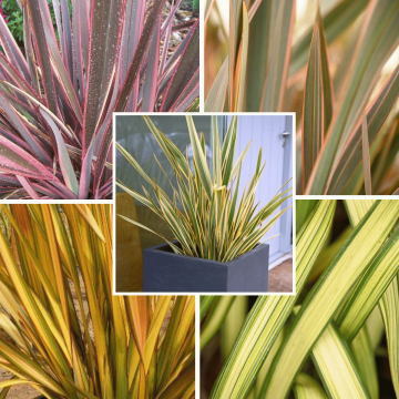 Phormium Collection 3L Pot x 3