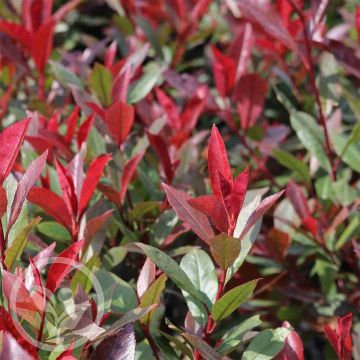 Photinia Carre Rouge