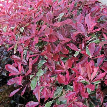 Photinia fraseri 'Pink Marble' 3L Pot 