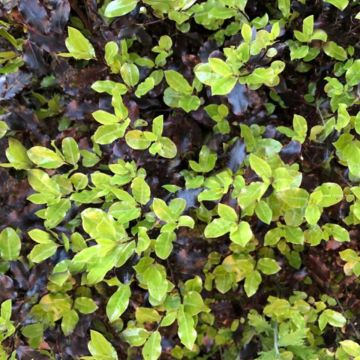 Pittosporum Tom Thumb with new spring growth