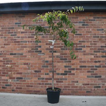 Topiary Standard 30/40cm Head 18L Bay Laurel (Laurus nobilis)