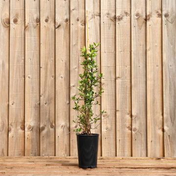 Red Pyracantha (Firethorn Red Colum) 40/60cm 2L Pot
