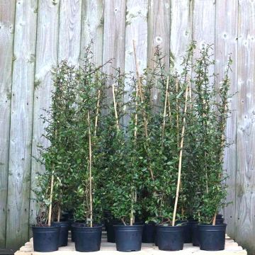 Pyracntha Red 40/60cm 2L Pot x 75