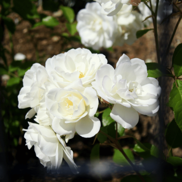 Rosa 'Iceberg'