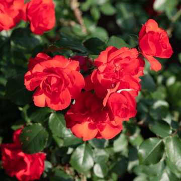 Rosa 'La Sevillana'