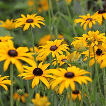 Rudbeckia 'Goldsturm' or Black Eyed Susan