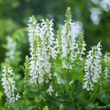 Salvia Schneehugel 