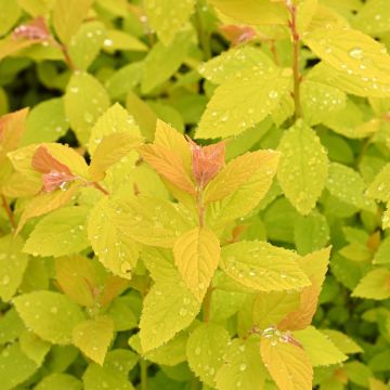 Spiraea japonica 'Golden Princess' 3L Pot 