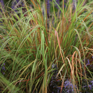Stipa arundinacea (Pheasant's Tail Grass)